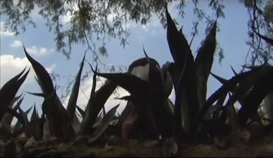 Video: Historia de Ya muntsi behña